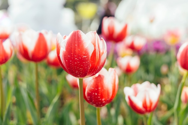 Campo di tulipani colorati