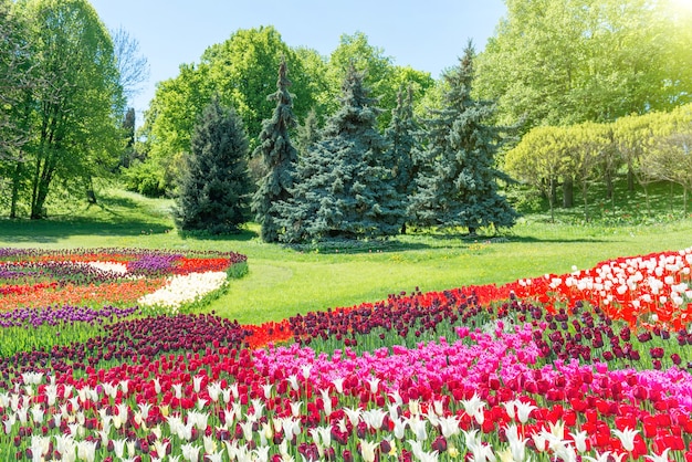 Campo di tulipani con tanti fiori colorati nel parco verde