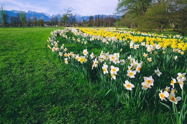 Campo di tulipani e fiori narcisi in Arboretum Slovenia Europa Giardino o parco naturale con le montagne delle Alpi sullo sfondo Fioritura primaverile