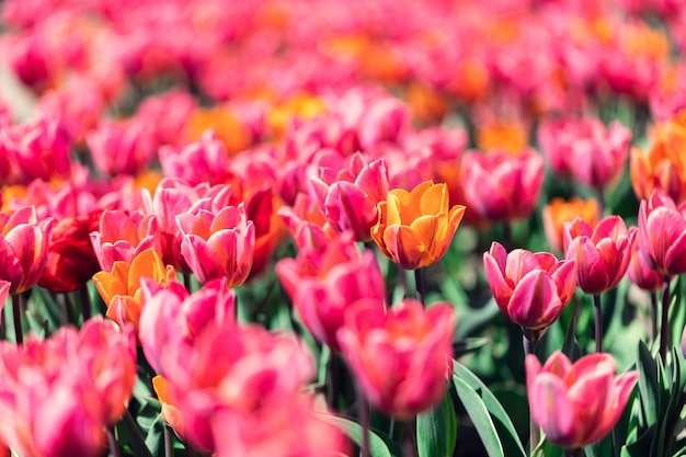 Campo di tulipani fiori in fiore in primavera Primavera colorata