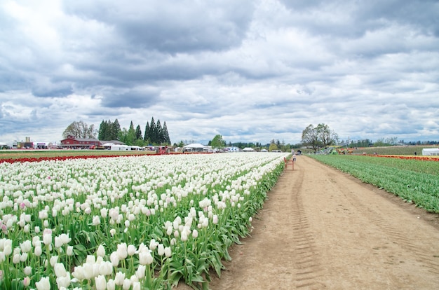 Campo di tulipani multicolori con cielo nuvoloso