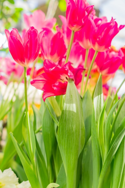 Campo di tulipani multicolori in fiore