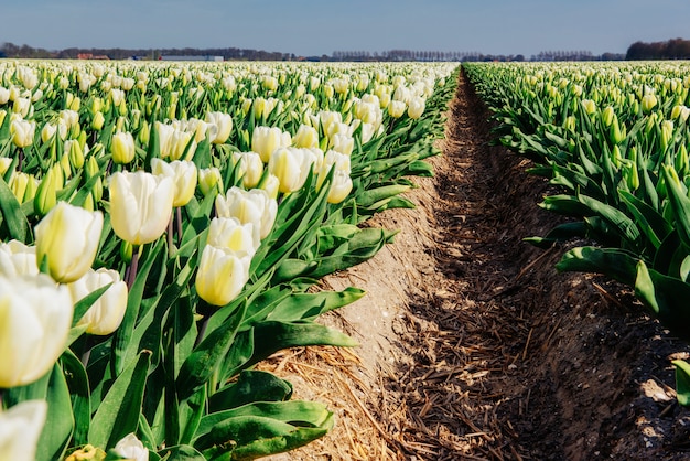 Campo di tulipani nei Paesi Bassi. Olanda