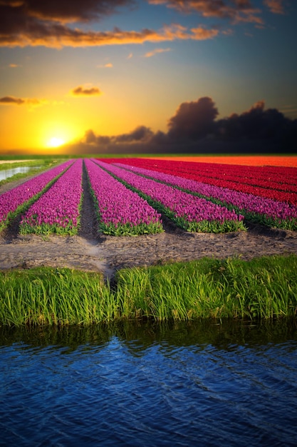 Campo di tulipani rosa rosso e arancione nell'Olanda settentrionale