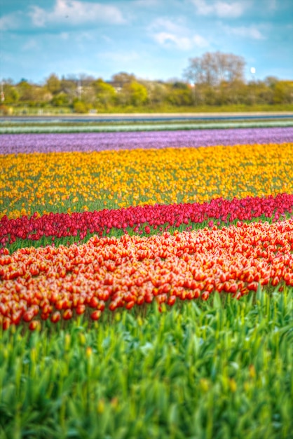 Campo di tulipani rosa rosso e arancione nell'Olanda settentrionale