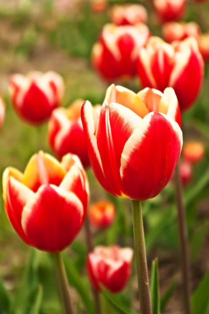 Campo di tulipani rossi belli in primavera