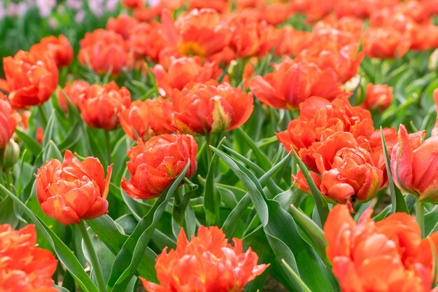 Campo di tulipani rossi in fiore di primavera Sfondo di fiori di primavera Bellissimo giardino floreale Parco decorativo