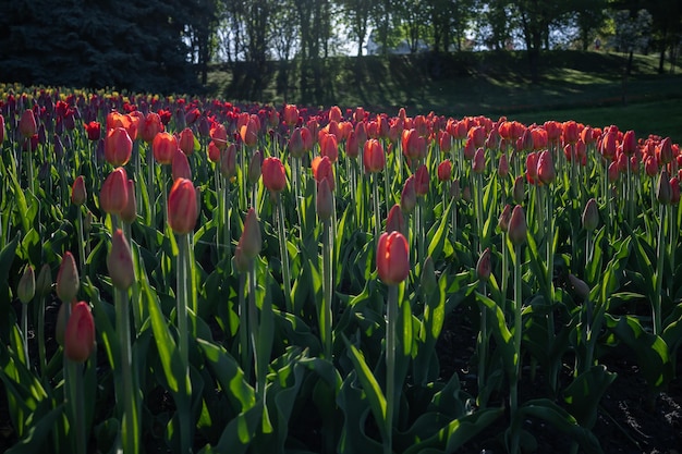 Campo di tulipani rossi nel parco