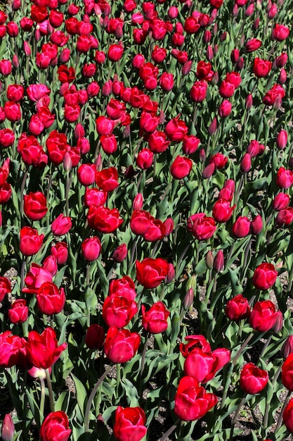 campo di tulipani rossi