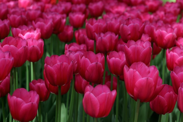 Campo di tulipani rosso vivo in fiore