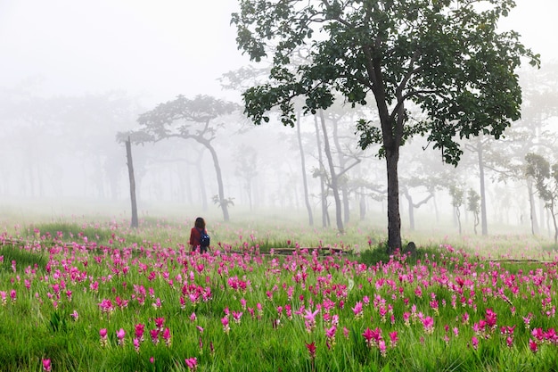 Campo di tulipani Siam