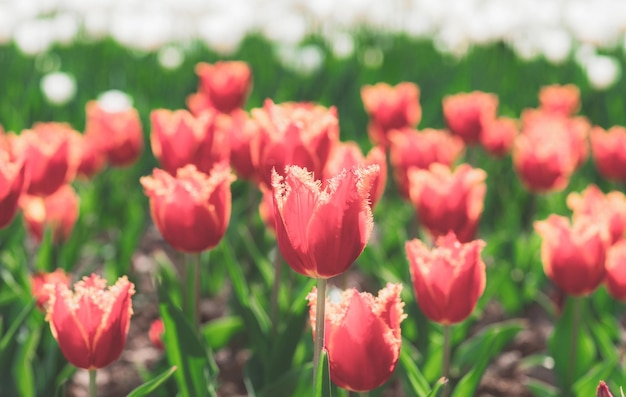 Campo di tulipani. Tulipani di fiori di primavera.