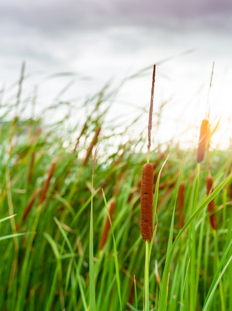 Campo di Typha angustifolia