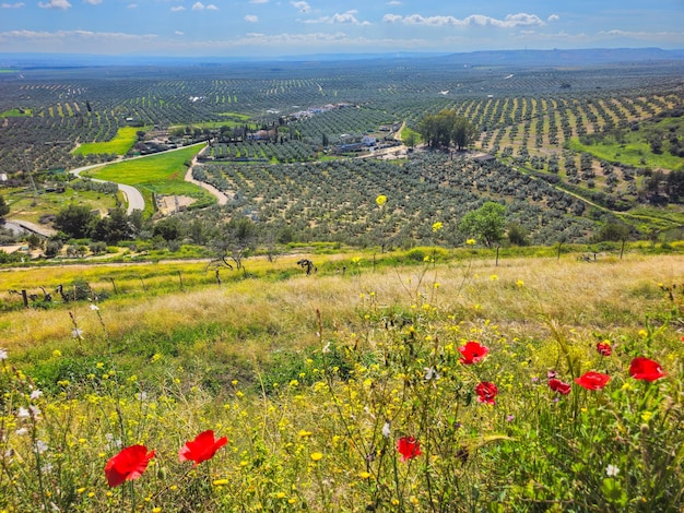 Campo di ulivi a Jaen da Banos de la Encina