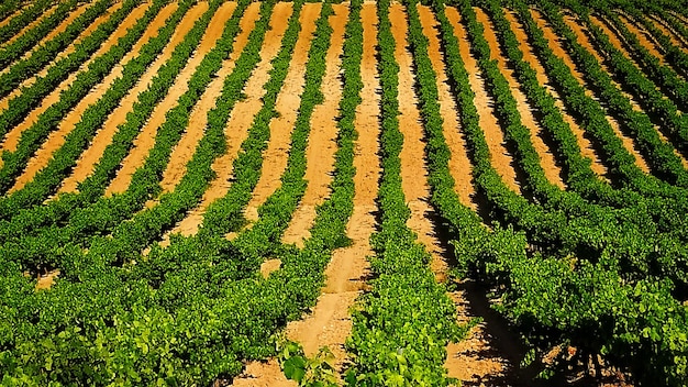 Campo di vigne in fila.