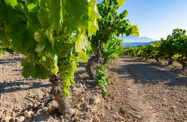 Campo di vigneti che maturano al sole a La Rioja. Spagna