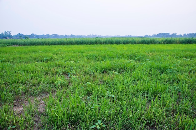 Campo di visualizzazione del paesaggio verde naturale con cielo blu