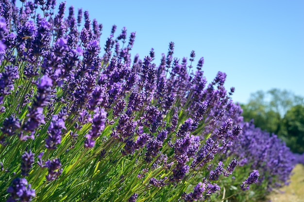 Campo di vivaci fiori di lavanda in una soleggiata giornata estiva