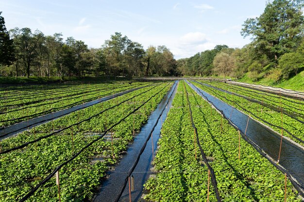 Campo di wasabi verde