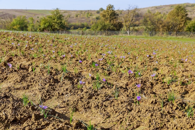 Campo di zafferano durante la fioritura. Il periodo della raccolta dei fiori di zafferano.