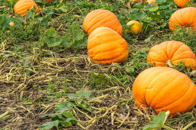 Campo di zucche arancioni in una fattoria in campagna