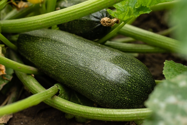 Campo di zucchine verdi