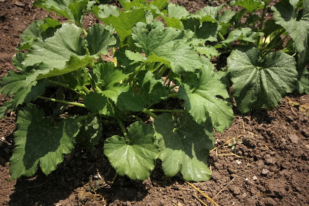 campo di zucchine