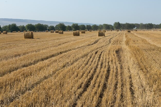 Campo dopo il raccolto al mattino Grandi balle di fieno in un campo di grano