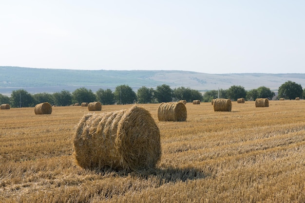 Campo dopo il raccolto al mattino Grandi balle di fieno in un campo di grano