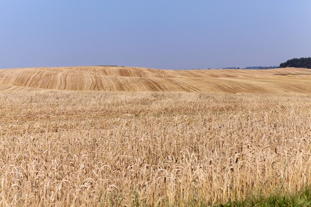 Campo dopo il raccolto - campo agricolo con grano smussato dopo la raccolta di colture di cereali, piccola profondità di campo