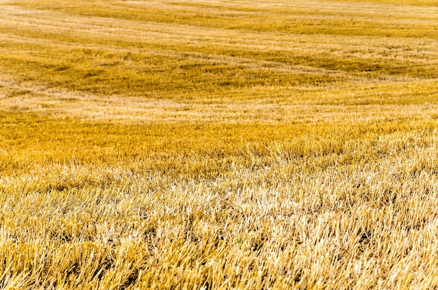 campo dopo il raccolto con steli di grano tagliati rimasti.