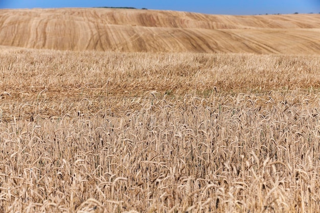 Campo dopo il raccolto