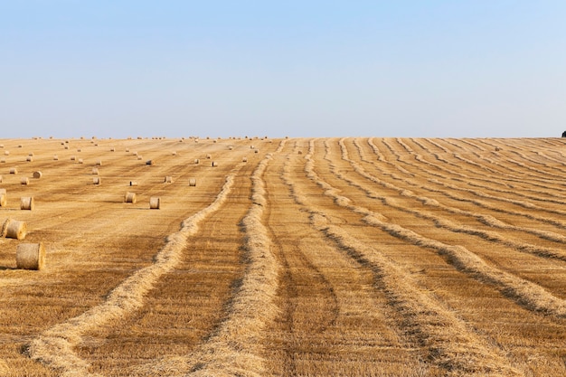 Campo dopo il raccolto