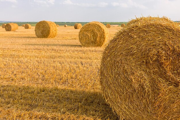 Campo dopo la vendemmia Grandi balle rotonde di paglia