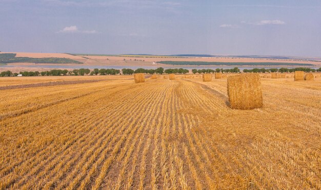 Campo dopo la vendemmia Grandi balle rotonde di paglia