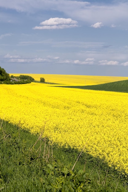 Campo dorato della brassica napus di colza fiorita con belle nuvole sul cielo