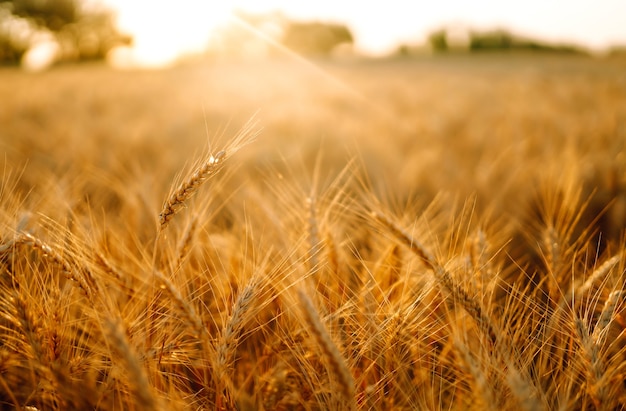 Campo dorato di grano al tramonto la sera. Raccolto della natura di crescita. Fattoria agricola.