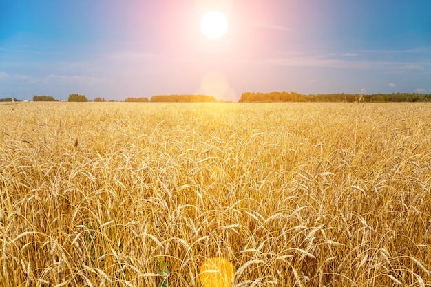 Campo dorato di spighe di grano maturo e cielo blu Primo piano foto della natura Sfondo grande raccolto