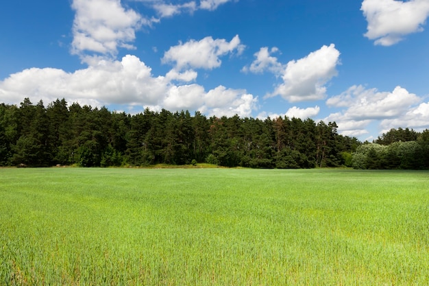 Campo dove cresce il grano verde o la segale