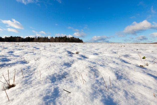 Campo dove sono stati raccolti i cereali. Agricoltura nella stagione invernale. Per terra giacevano i cumuli di neve bianca da cui sporgono i gambi gialli secchi delle piante