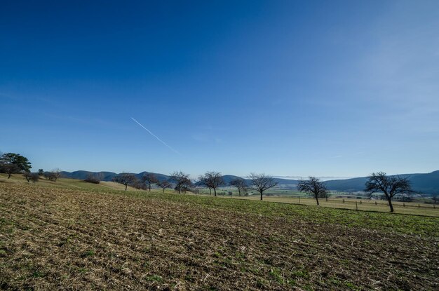 Campo e alberi