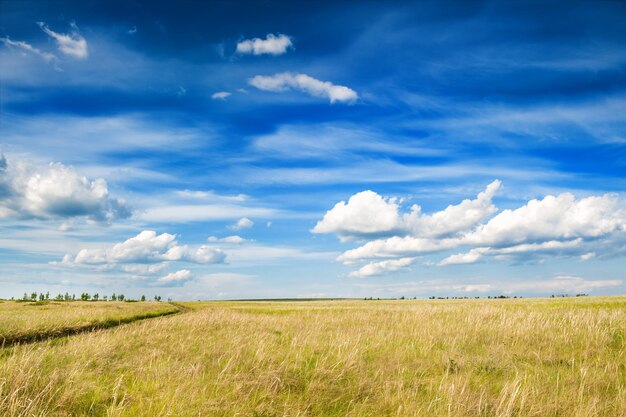 Campo e cielo azzurro con nuvole. Bellissimo paesaggio estivo