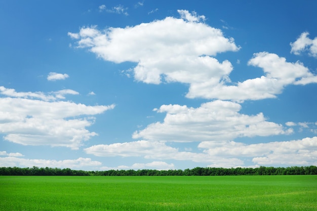 Campo e cielo blu di erba verde