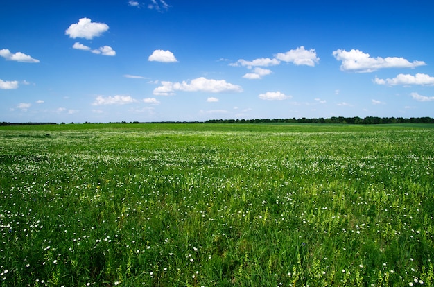 Campo e cielo blu verdi, viste di orizzonte