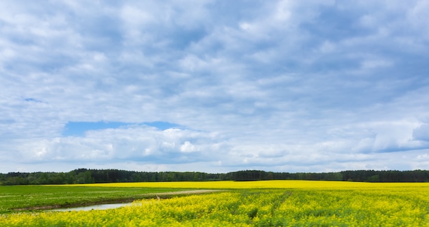 Campo e cielo blu verdi