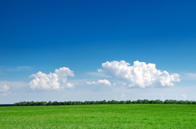 Campo e cielo blu