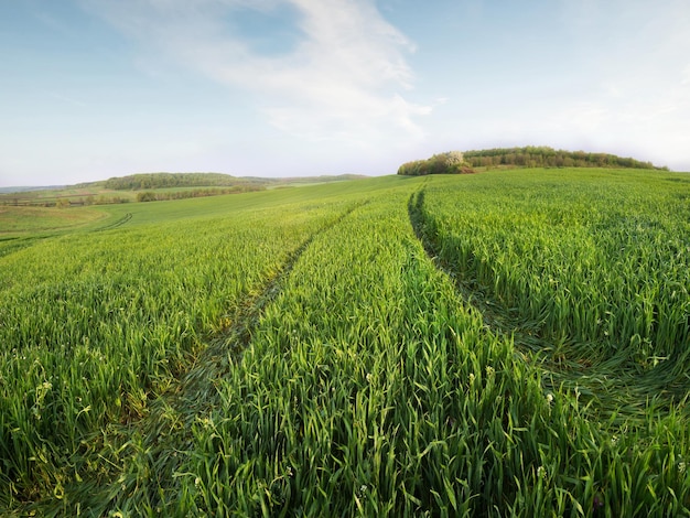 Campo e cielo nel periodo estivo Paesaggio agricolo