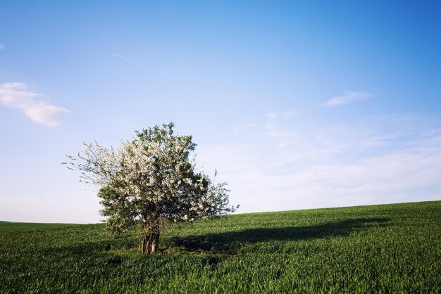 Campo e ciliegio sopra il cielo blu