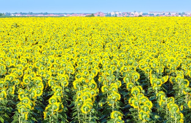 Campo e città sboccianti dei girasoli (Helianthus annuus) di estate sull'orizzonte