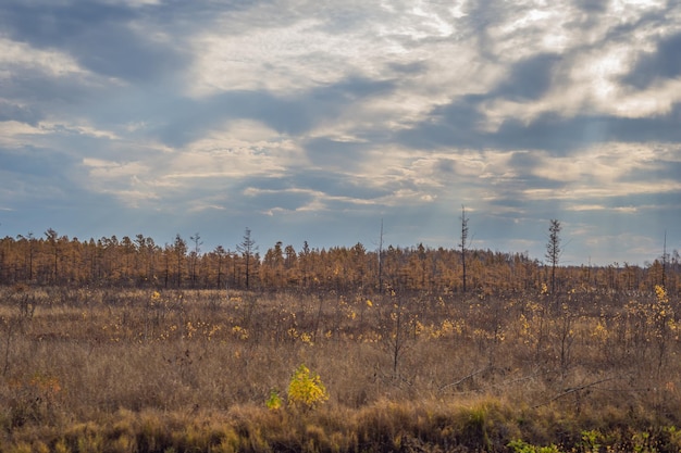 Campo e foresta autunnali, nuvole illuminate dall'alba